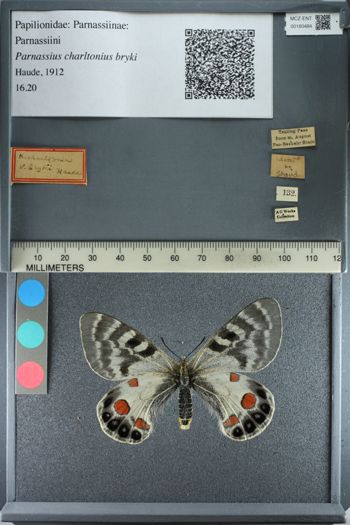 Media type: image;   Entomology 180484